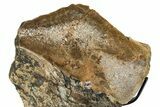 Fossil Sauropod Limb Bone Section w/ Metal Stand - Colorado #294914-3